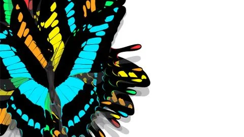 Butterfly with black wings, blue patterns Stock Photos