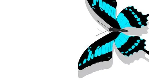 Butterfly with black wings, blue patterns Stock Photos