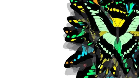 Butterfly with black wings, green patterns Stock Photos