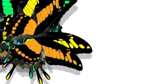 Butterfly with black wings, Orange patterns Stock Photos