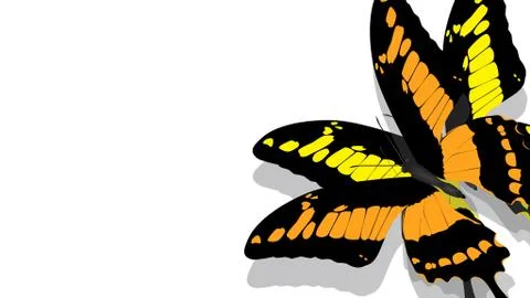 Butterfly with black wings, Orange patterns Stock Photos