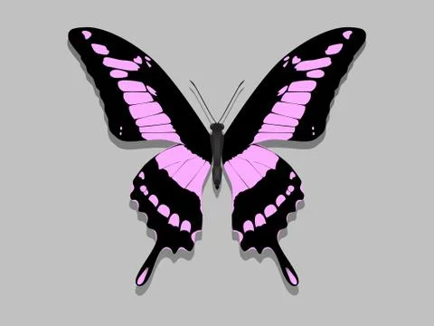 Butterfly with black wings, pink patterns Stock Illustration