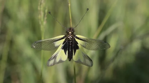 Butterfly on the blade of grass Video stock 248908406