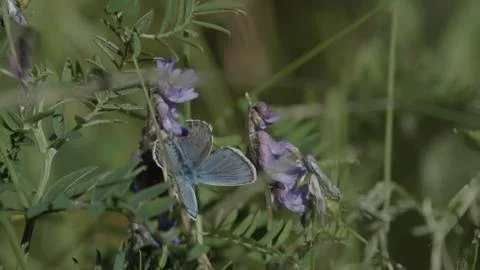 Butterfly / Blaeuling 01 Foto stock