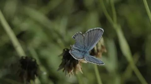 Butterfly / Blaeuling 02 Foto stock