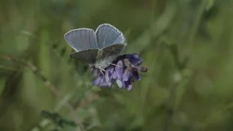 Butterfly / Blaeuling 03 Foto stock