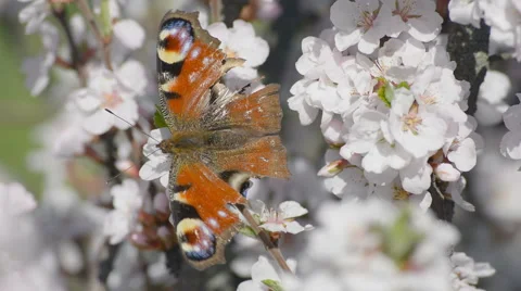 Butterfly on the blooming cherry Stock Footage 55633082
