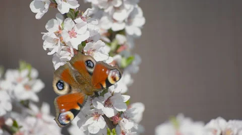 Butterfly on the blooming cherry Stock Footage 55633094