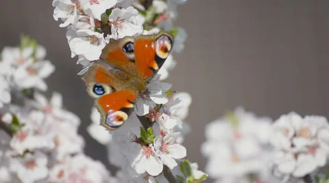 Butterfly on the blooming cherry Stock Footage 55633153