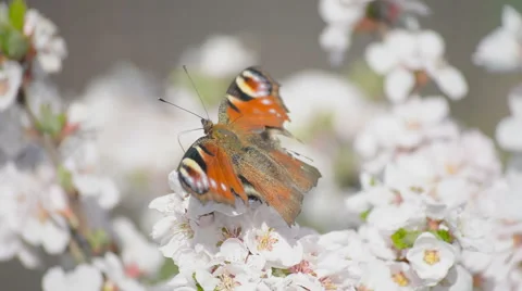 Butterfly on the blooming cherry Stock Footage 55633190