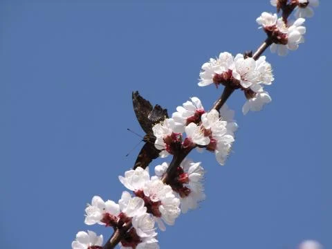 Butterfly on a blooming cherry tree Stock Photos