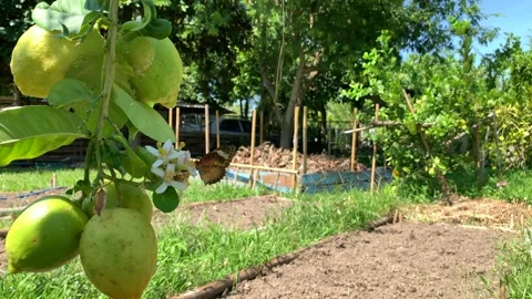 Butterfly on blooming lemon tree. Vídeo Stock 202082995