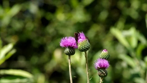 Butterfly on  blooming thistle Stock Footage 72487169