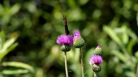 Butterfly on  blooming thistle Stock Footage 72487628