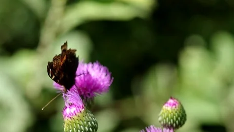 Butterfly on  blooming thistle Stock Footage 72487707