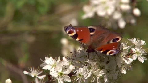 Butterfly at a blossom in spring Stock Footage 267714506