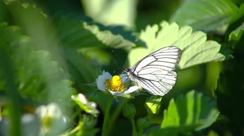 Butterfly on a blossoming strawberry Stock Footage 66418688