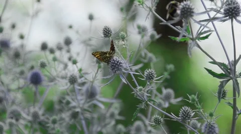 Butterfly on the blue flower Stock Footage 52372418