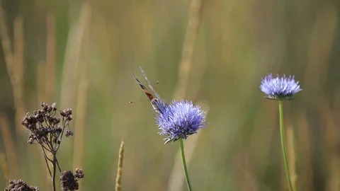 Butterfly on a blue flower Stock Footage 109478302
