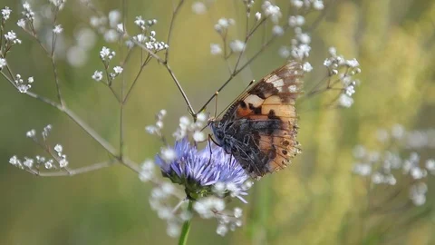 Butterfly on a blue flower Stock Footage 109478311