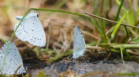 Butterfly Blue Stock Footage 11109842