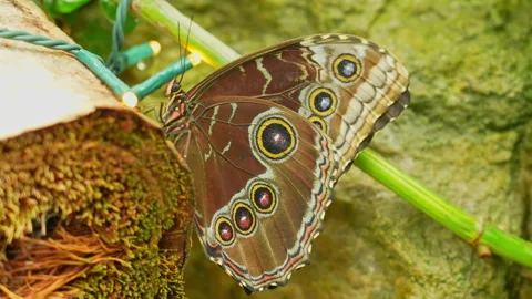 Butterfly Blue Morpho or Morpho Peleides, feeding and resting. Butterfly ve.. Stock Footage 279750438