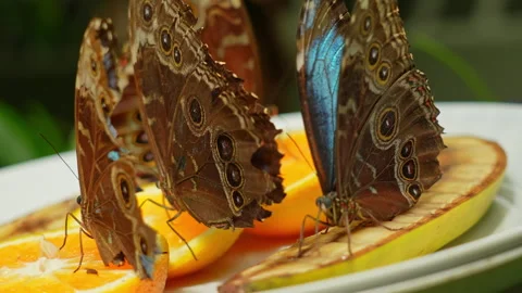 Butterfly Blue Morpho or Morpho Peleides, feeding and resting. Butterfly ve.. Stock Footage 279751087