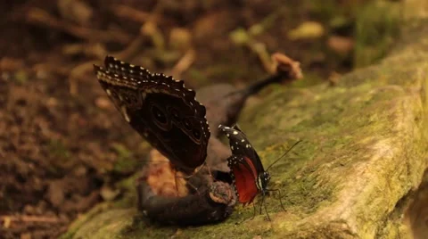 Butterfly Blue Morpho Underside and Scarlet Peacock Stock Footage 46555789