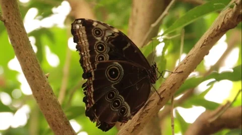 Butterfly Blue Morpho Underside Stock Footage 46553547