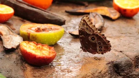 Butterfly Blue Morpho Underside Stock Footage 46555727