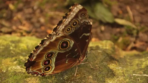 Butterfly Blue Morpho Underside Vidéo 46556424