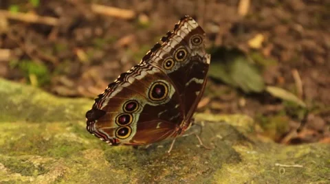 Butterfly Blue Morpho Underside Stock Footage 46556452