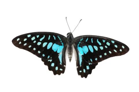 Butterfly blue Stock Photos