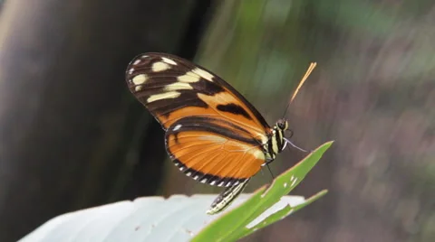 Butterfly borboleta 스톡 동영상 41902460