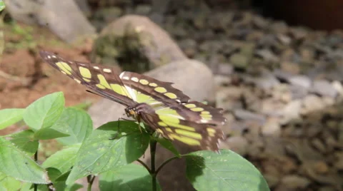 Butterfly borboleta marrom 스톡 동영상 41901655