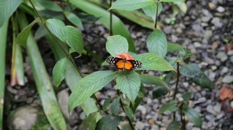 Butterfly borboleta orange 스톡 동영상 41900864