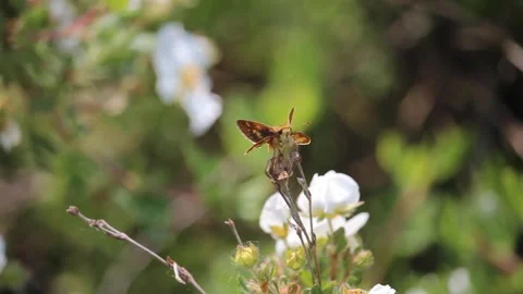 BUTTERFLY ON BRANCE SUMMER TIME TIGHT SHOT 20 Stock Footage 301245953