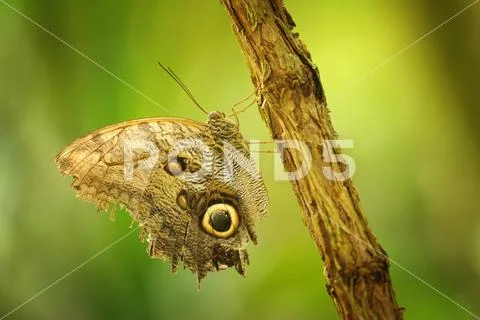 Butterfly on branch with closeup wings showing power of mimicry Stock Photos