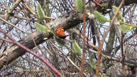 Butterfly on a branch 스톡 동영상 37114904