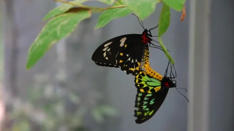 Butterfly on a branch Stock-Footage 42485518