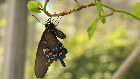 Butterfly on Branch Stock Footage 74926319