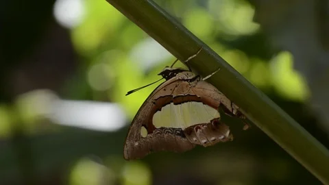 Butterfly on branch of tree with green background. Stock Footage 86342615