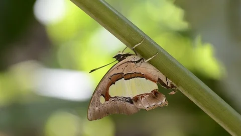 Butterfly on branch of tree with green background. Stock Footage 86342617