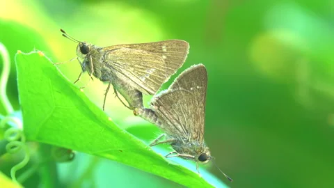 Butterfly breeding on a leaf 스톡 동영상 291383718