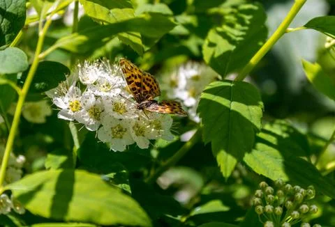 Butterfly Brenthis Stock Photos