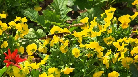 Butterfly on a bright yellow flower flapping wings to adjust Stock Footage 114767397