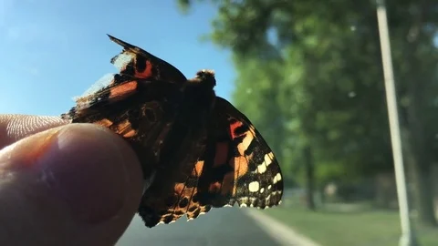 Butterfly with Broken Wing Video stock 79773757