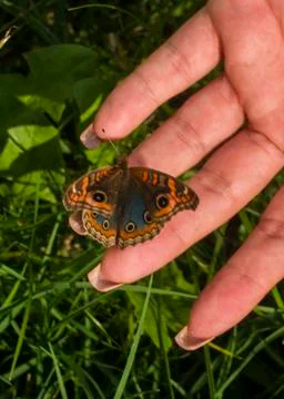 A butterfly with a broken wing on a hand Foto stock