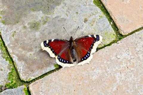 Butterfly brown on bricks Stock Photos