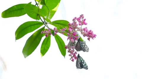Butterfly on brunch flying on a white background Stock-Footage 60959002